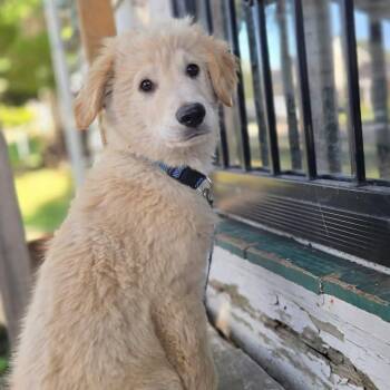 Hank -  Mixed Breed Dog for Adoption in Alma, Wisconsin - Hank | PetCurious