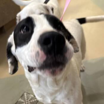 Linus -  Mixed Breed Dog for Adoption in Winston-salem, North Carolina - Linus | PetCurious