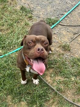 Rescue Pit Bull Terrier Dogs for Adoption in Front Royal, Virginia - Red | PetCurious