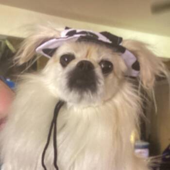 Lucy -  Pekingese and Poodle Dog for Adoption in New Orleans, Louisiana - Lucy | PetCurious