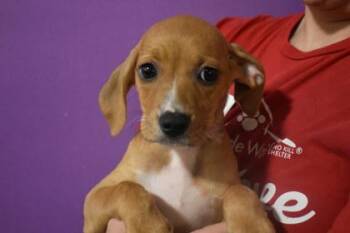 Bunny -  Mixed Breed Dog for Adoption in Kansas City, Missouri - Bunny | PetCurious