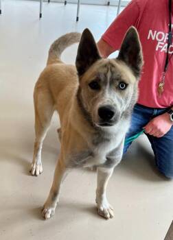 Cupun/Opium/Axel -  Husky Dog for Adoption in Johnson City, Tennessee - Cupun/Opium/Axel | PetCurious