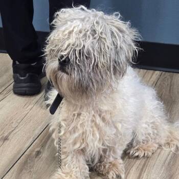 Teezo -  Mixed Breed Dog for Adoption in Newark, New Jersey - Teezo | PetCurious
