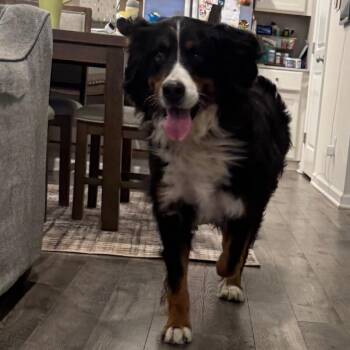 Dolores -  Bernese Mountain Dog Dog for Adoption in Sinking Spring, Pennsylvania - Dolores | PetCurious