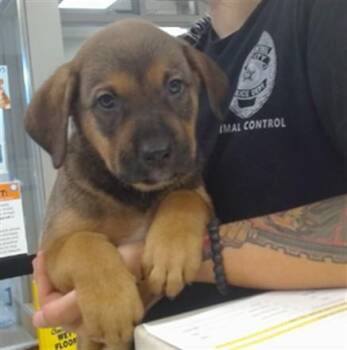 A479860 -  Hound Dog for Adoption in Oklahoma City, Oklahoma - A479860 | PetCurious