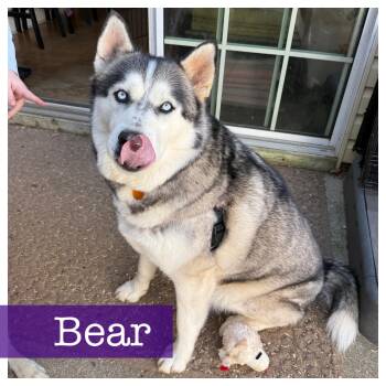 Siberian Husky Dogs Available for Adoption - Bear CP | PetCurious