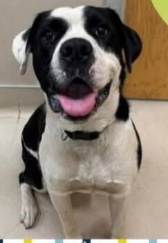 Rescue Boxer and Pit Bull Terrier Dogs for Adoption in Quincy, California - BART | PetCurious