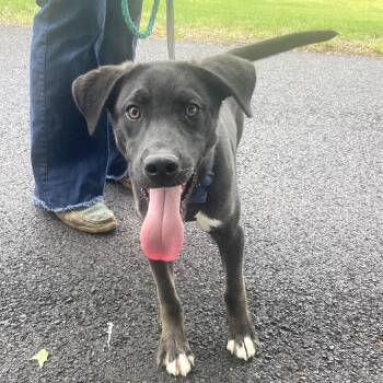 Labrador Retriever and Husky Dogs Available for Adoption in Andover, Massachusetts - Roscoe Dolittle | PetCurious