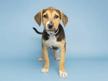 ROB STARK -  Pit Bull Terrier Dog for Adoption in Phoenix, Arizona - ROB STARK | PetCurious