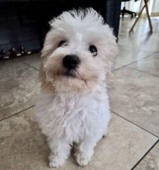 Hiro #560 -  Maltese Dog for Adoption in Placentia, California - Hiro #560 | PetCurious