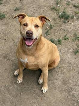 MAMA MAY -  Pit Bull Terrier Dog for Adoption in Riverside, California - MAMA MAY | PetCurious