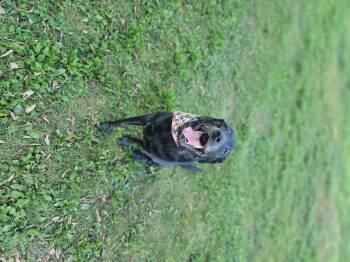 Rescue Black Labrador Retriever Dogs for Adoption in Fertile, Minnesota - Vader | PetCurious