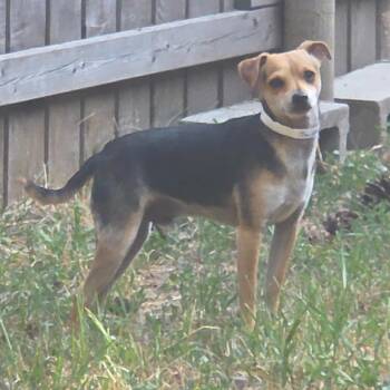 Jaiden -  Chihuahua and Smooth Fox Terrier Dog for Adoption in Thompson Falls, Montana - Jaiden | PetCurious