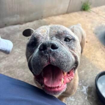 Porky ~ Coming Soon!!! -  Pit Bull Terrier Dog for Adoption in Chicago, Illinois - Porky ~ Coming Soon!!! | PetCurious