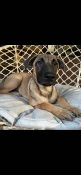 Labrador Retriever and Belgian Shepherd Malinois Dogs Available for Adoption in Falmouth, Maine - Cinnamon | PetCurious