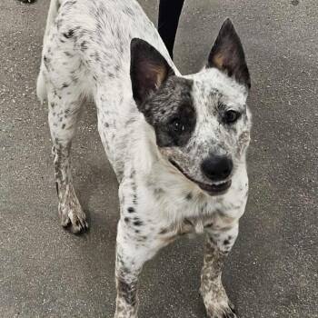Cattle Dog Dogs Available for Adoption - Hank | PetCurious