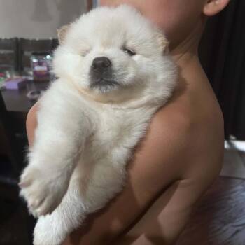 Mika -  American Eskimo Dog and Chow Chow Dog for Adoption in Tomah, Wisconsin - Mika | PetCurious