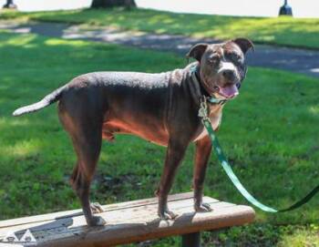 King -  Pit Bull Terrier and Mixed Breed Dog for Adoption in Lowell, Massachusetts - King | PetCurious