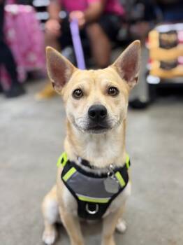 Candy-One of our Amazing Rescue Dogs -  Corgi and Chihuahua Dog for Adoption in Carlsbad, California - Candy-One Of Our Amazing Rescue Dogs | PetCurious