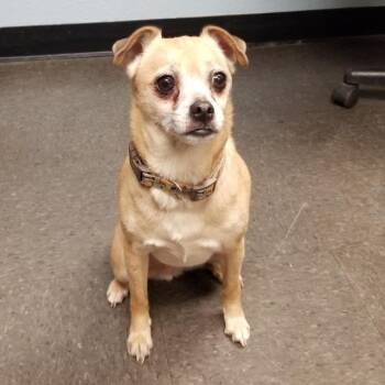 MJ -  Chihuahua Dog for Adoption in Phoenix, Oregon - MJ | PetCurious