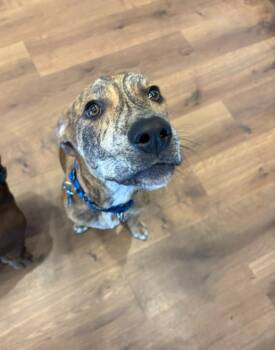 Indy -  Plott Hound and Terrier Dog for Adoption in New Bern, North Carolina - Indy | PetCurious