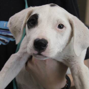 Rosalina -  Retriever and Mixed Breed Dog for Adoption in Cleveland, Mississippi - Rosalina | PetCurious