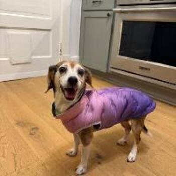 Beagle Dogs Available for Adoption - Hazel | PetCurious