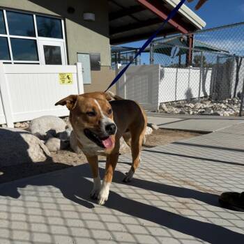 Pit Bull Terrier and Cattle Dog Dogs Available for Adoption - Max | PetCurious