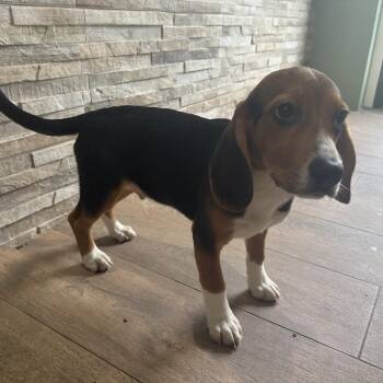 2065 -  Beagle Dog for Adoption in Loxahatchee Groves, Florida - 2065 | PetCurious