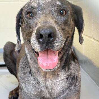 Diego -  Catahoula Leopard Dog Dog for Adoption in Lufkin, Texas - Diego | PetCurious