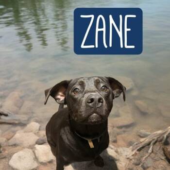 Black Labrador Retriever and Australian Cattle Dog Blue Heeler Dogs Available for Adoption in Quitman, Texas - ZANE | PetCurious