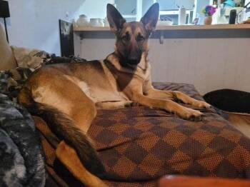 Riley-COURTESY POST -  German Shepherd Dog Dog for Adoption in Fulton, California - Riley-COURTESY POST | PetCurious
