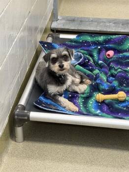 AQUA -  Schnauzer and Mixed Breed Dog for Adoption in Omaha, Nebraska - AQUA | PetCurious