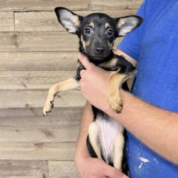 Juniper -  Mixed Breed Dog for Adoption in Medford, Oregon - Juniper | PetCurious