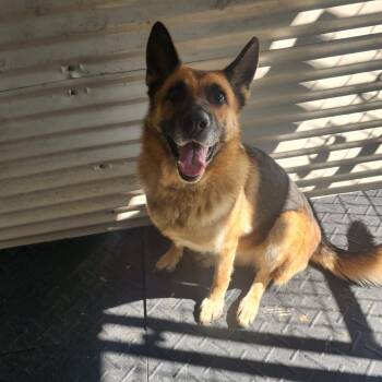 Rescue German Shepherd Dog Dogs for Adoption in Evensville, Tennessee - Ellie Mae(Millie) | PetCurious