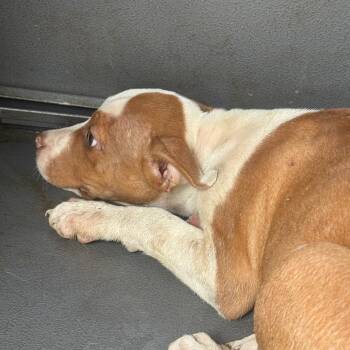 Josie -  Terrier and Mixed Breed Dog for Adoption in Montgomery, Alabama - Josie | PetCurious
