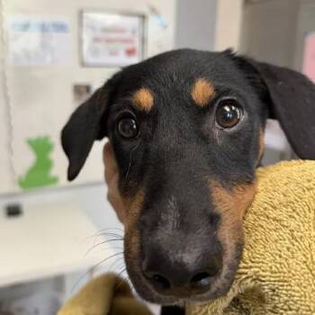 Timber -  Bluetick Coonhound and Mixed Breed Dog for Adoption in Austin, Texas - Timber | PetCurious
