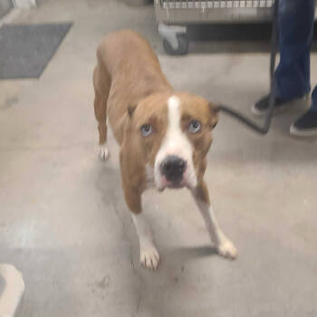 Rescue Pit Bull Terrier Dogs for Adoption in Apache Junction, Arizona - Salsa | PetCurious