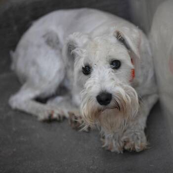 Chester (MY26-16) -  Standard Schnauzer Dog for Adoption in Peyton, Colorado - Chester (MY26-16) | PetCurious