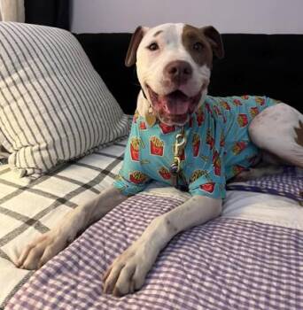 Pit Bull Terrier and Mixed Breed Dogs Available for Adoption in Richmond, Virginia - Bindi | PetCurious