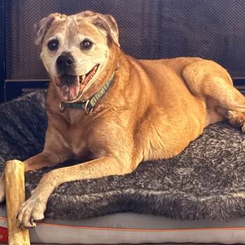 Rescue American Staffordshire Terrier Dogs for Adoption in Raleigh, North Carolina - Betsy | PetCurious