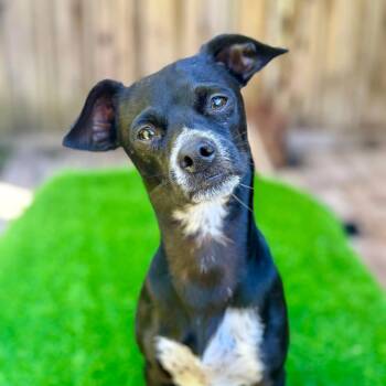 Soda -  Chihuahua Dog for Adoption in San Francisco, California - Soda | PetCurious