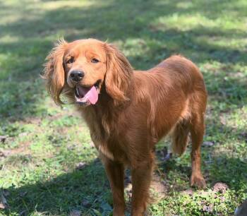 Tundra -  Golden Retriever and Cavalier King Charles Spaniel Dog for Adoption in Wheelersburg, Ohio - Tundra | PetCurious
