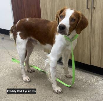 TX/Freddy Red -  Brittany Spaniel Dog for Adoption in Baldwinsville, New York - TX/Freddy Red | PetCurious