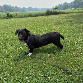 Yancey -  Cardigan Welsh Corgi and Mixed Breed Dog for Adoption in Mckean, Pennsylvania - Yancey | PetCurious