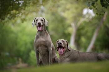 Darby and Dexter -  Weimaraner Dog for Adoption in Albuquerque, New Mexico - Darby And Dexter | PetCurious