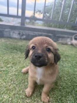 Boomer -  Chihuahua and Mixed Breed Dog for Adoption in Honolulu, Hawaii - Boomer | PetCurious
