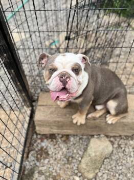 English Bulldog Dogs Available for Adoption - Willie | PetCurious