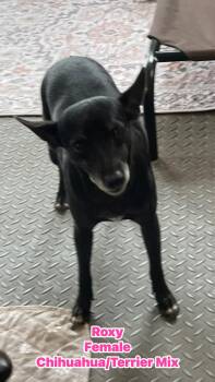 Terrier and Chihuahua Dogs Available for Adoption - Roxy | PetCurious