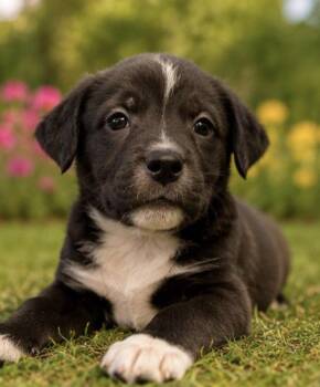 ATTINA -  Labrador Retriever Dog for Adoption in Margate, Florida - ATTINA | PetCurious